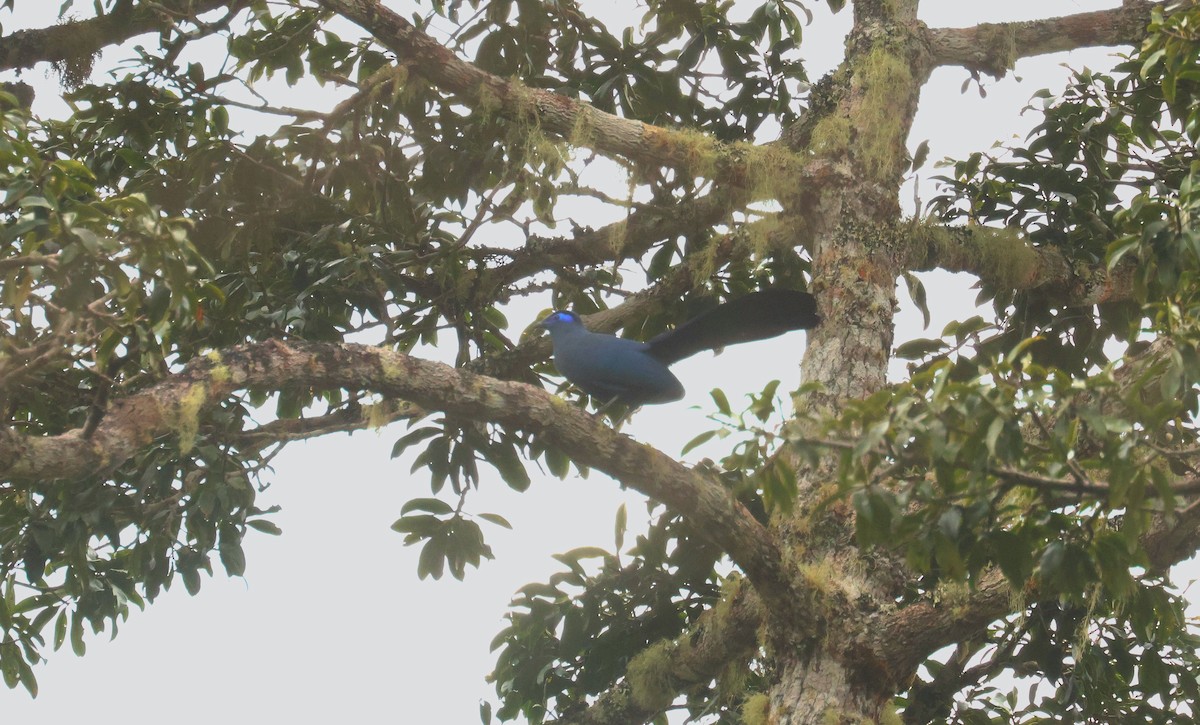 Blue Coua - ML641499369