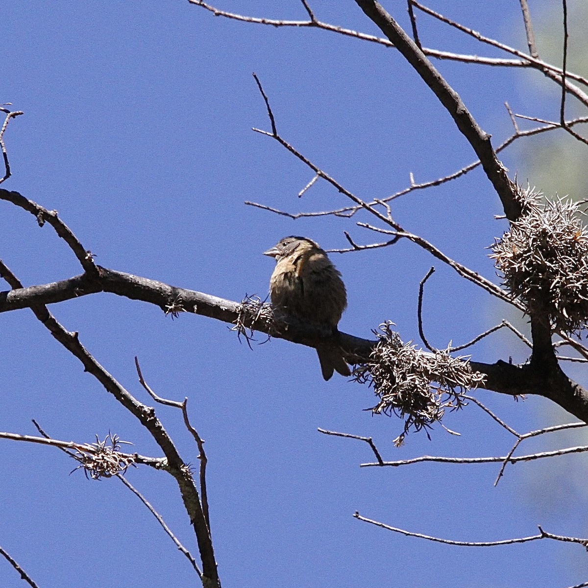 Peruvian Sierra Finch - ML641499379