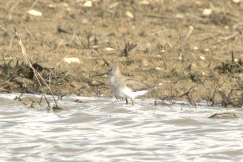 Terek Sandpiper - ML641499405