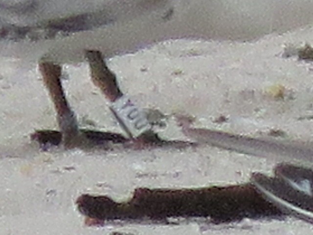 Royal Tern - ML641499450
