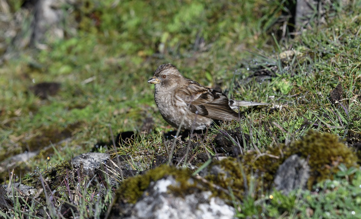 Plain Mountain Finch - ML641499454