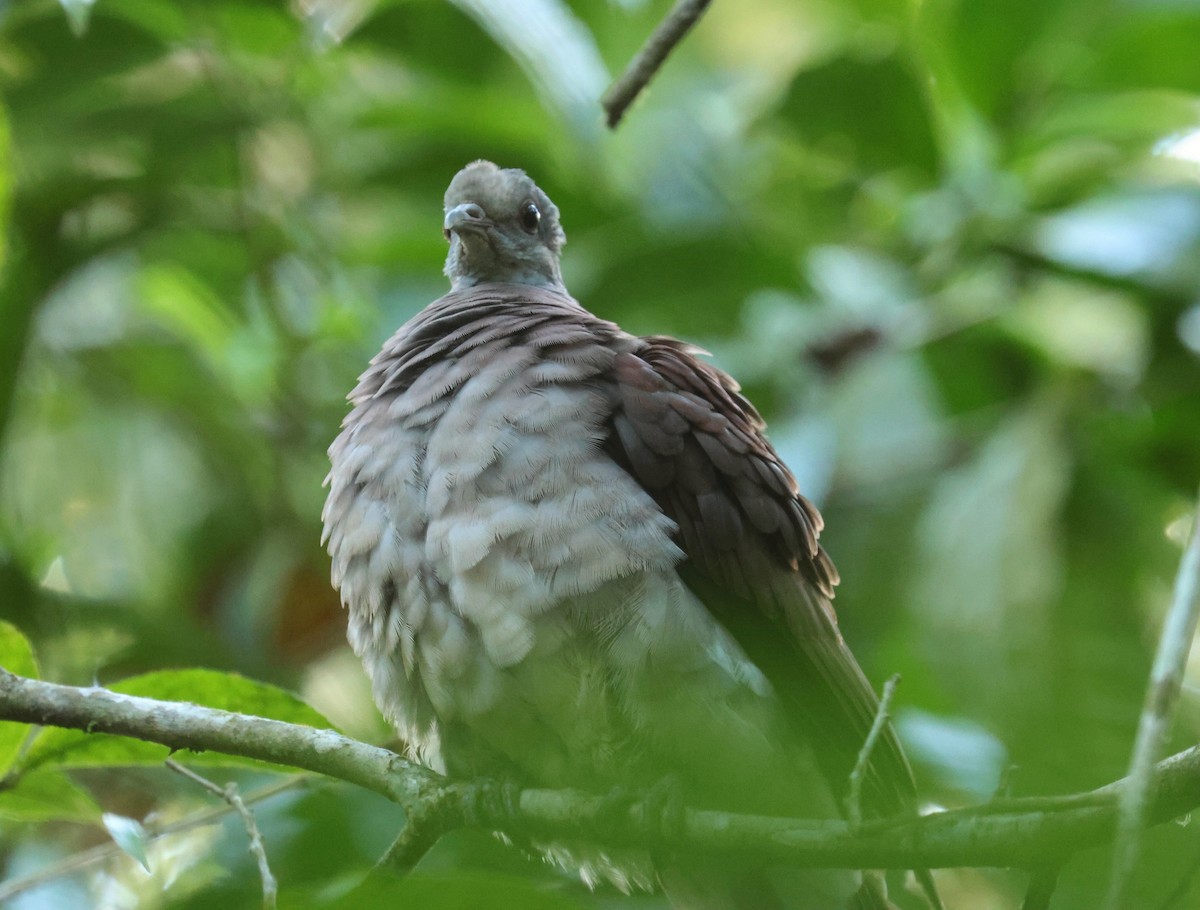 Malagasy Turtle-Dove - ML641499513