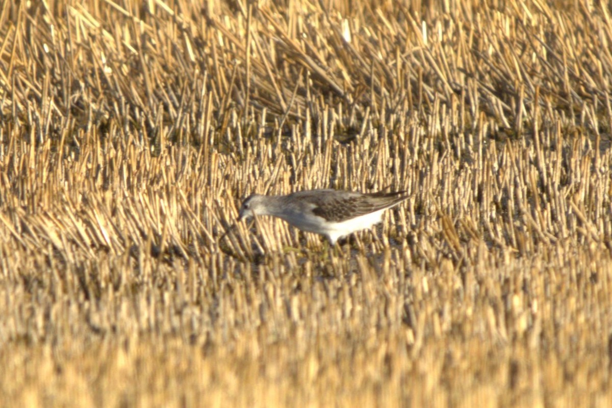 Marsh Sandpiper - ML641499517