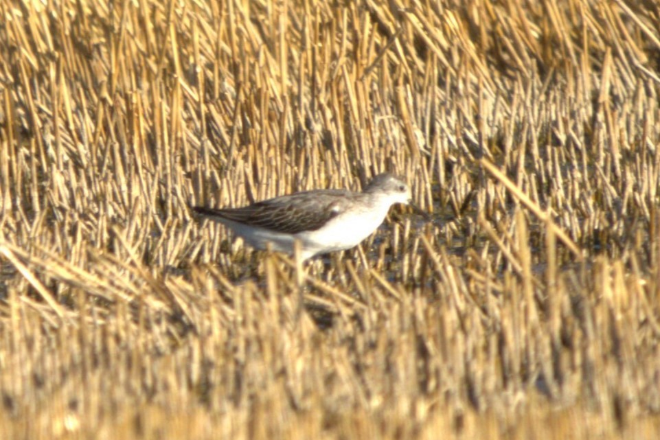 Marsh Sandpiper - ML641499518