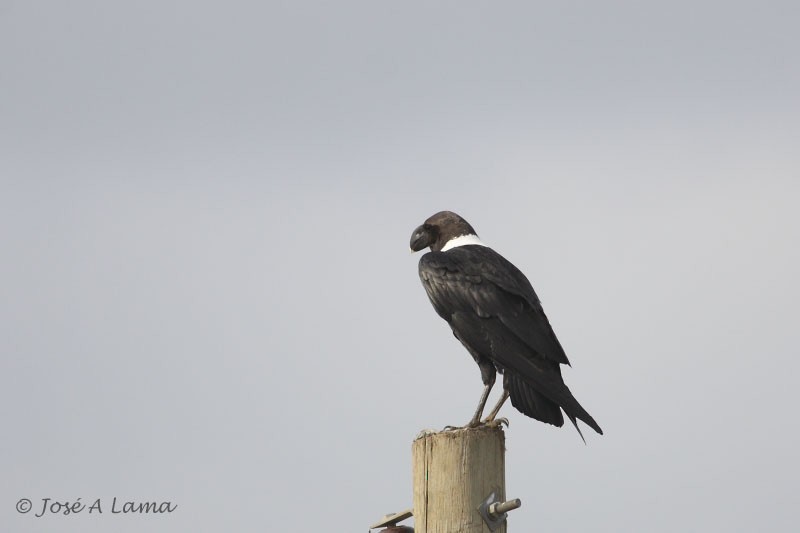 White-necked Raven - ML641499601