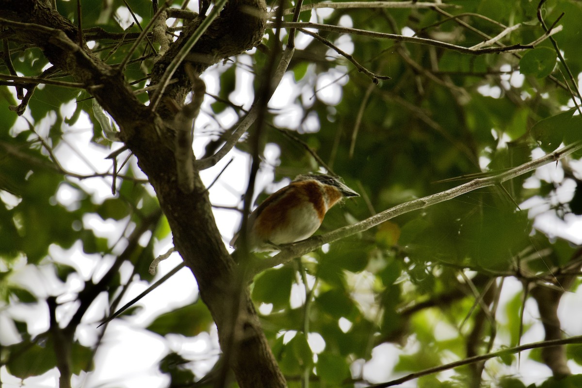Cape Batis (Cape) - ML641499604