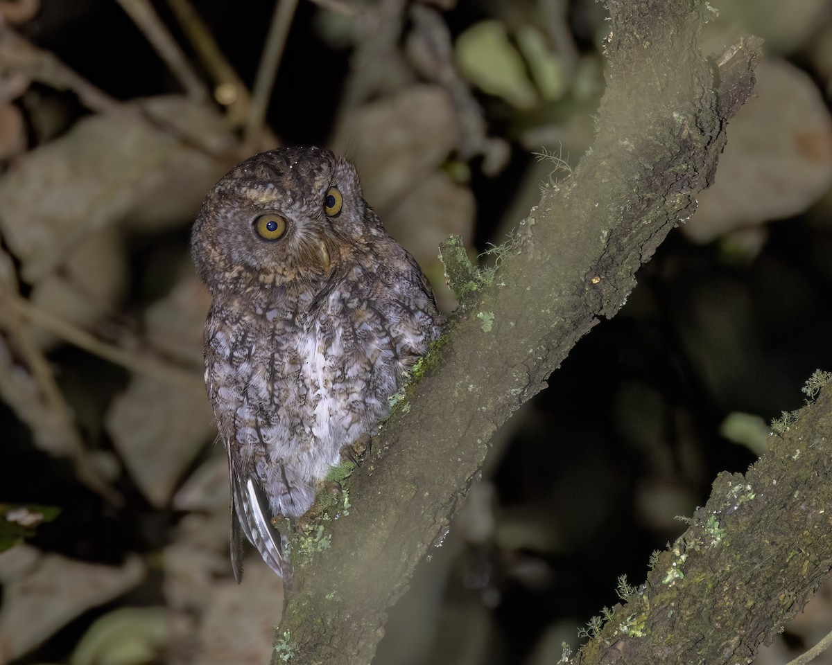 Whiskered Screech-Owl - ML641499690