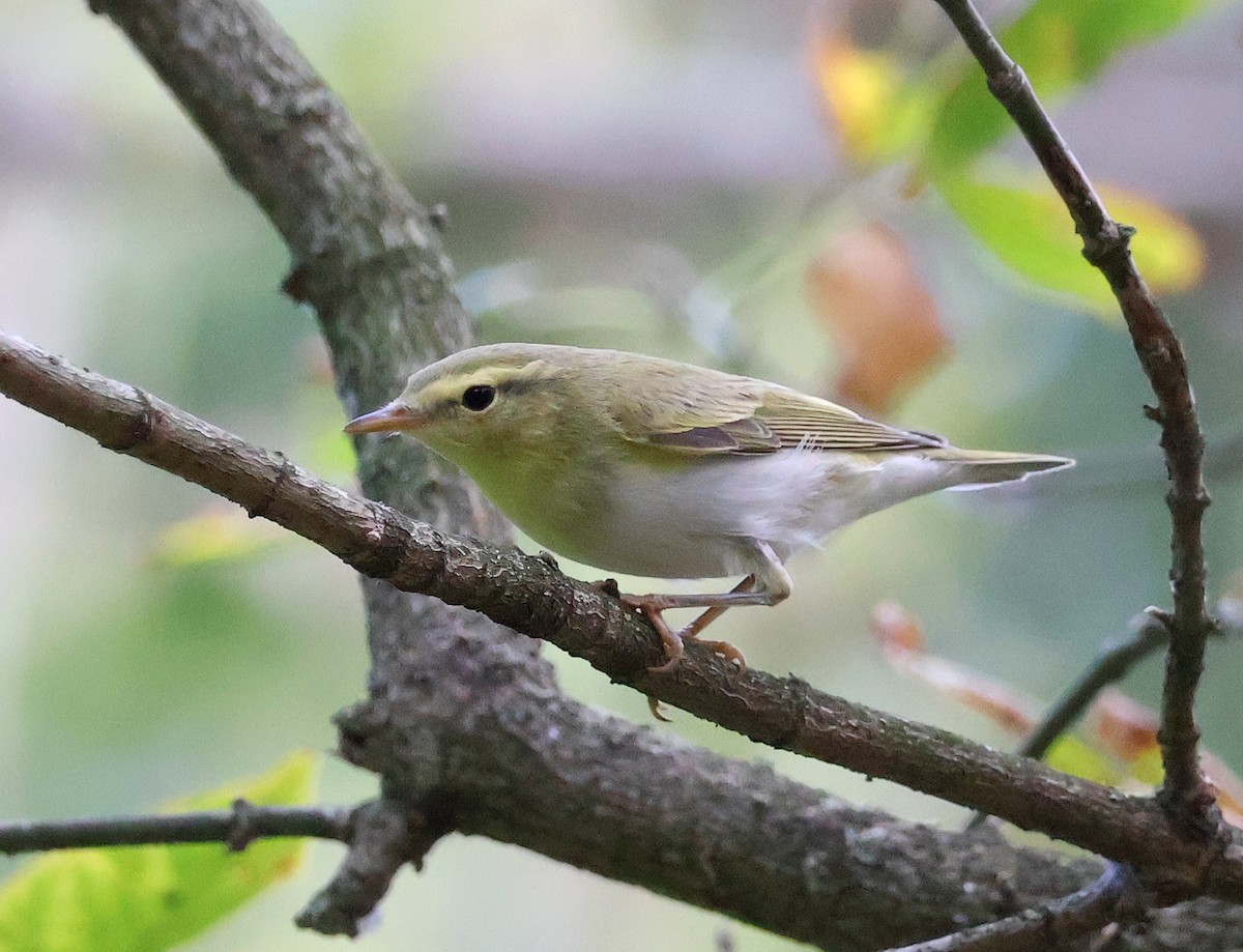 Wood Warbler - ML641499691