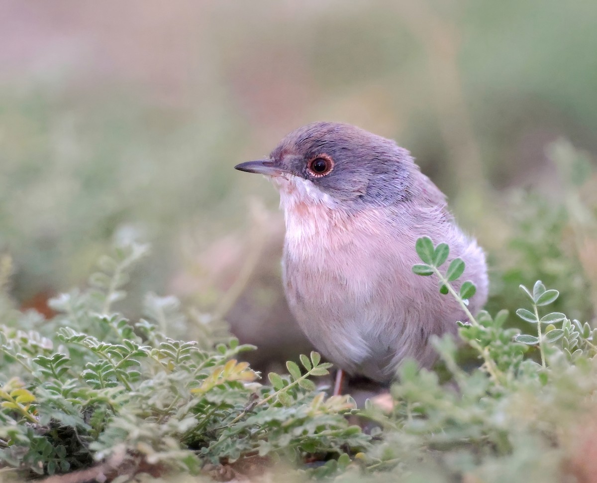 Menetries's Warbler - ML641499723