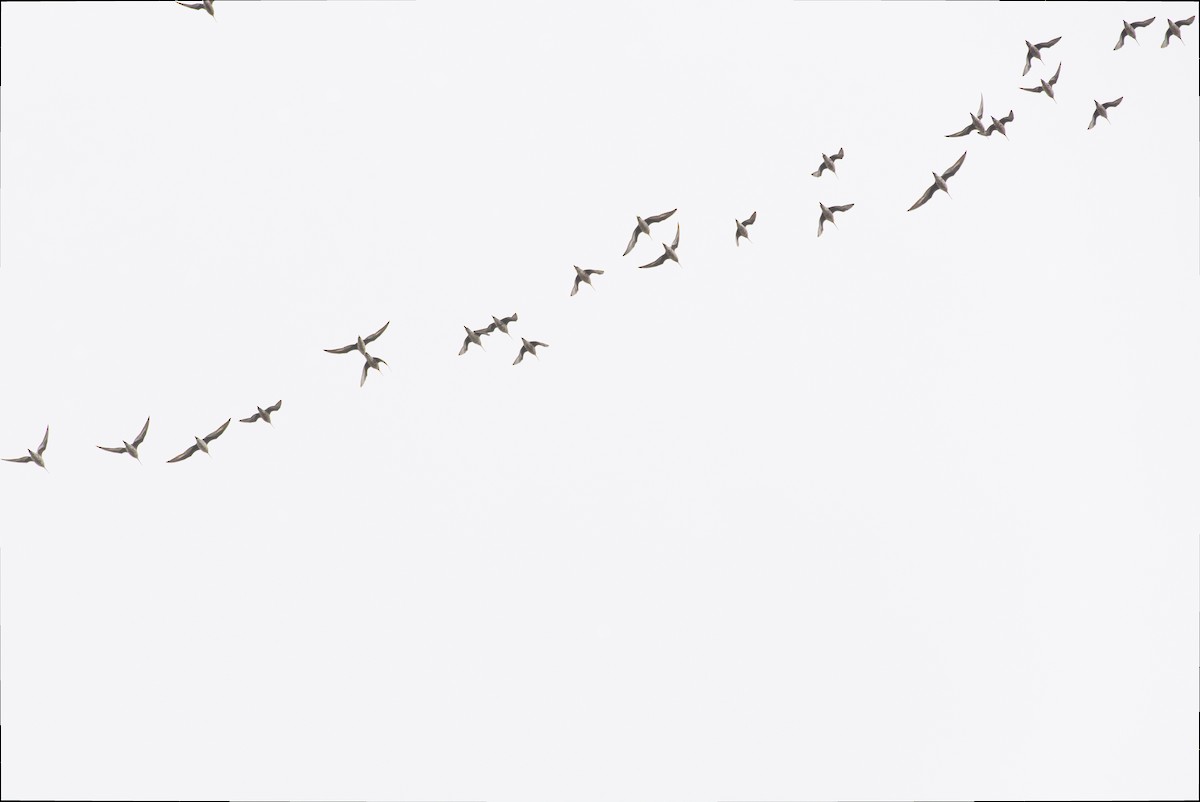 břehouš aljašský - ML641499744