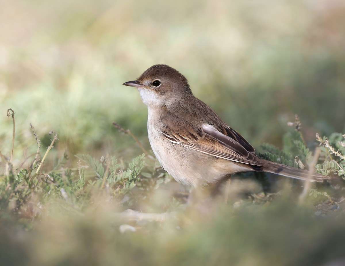 Greater Whitethroat - ML641499746