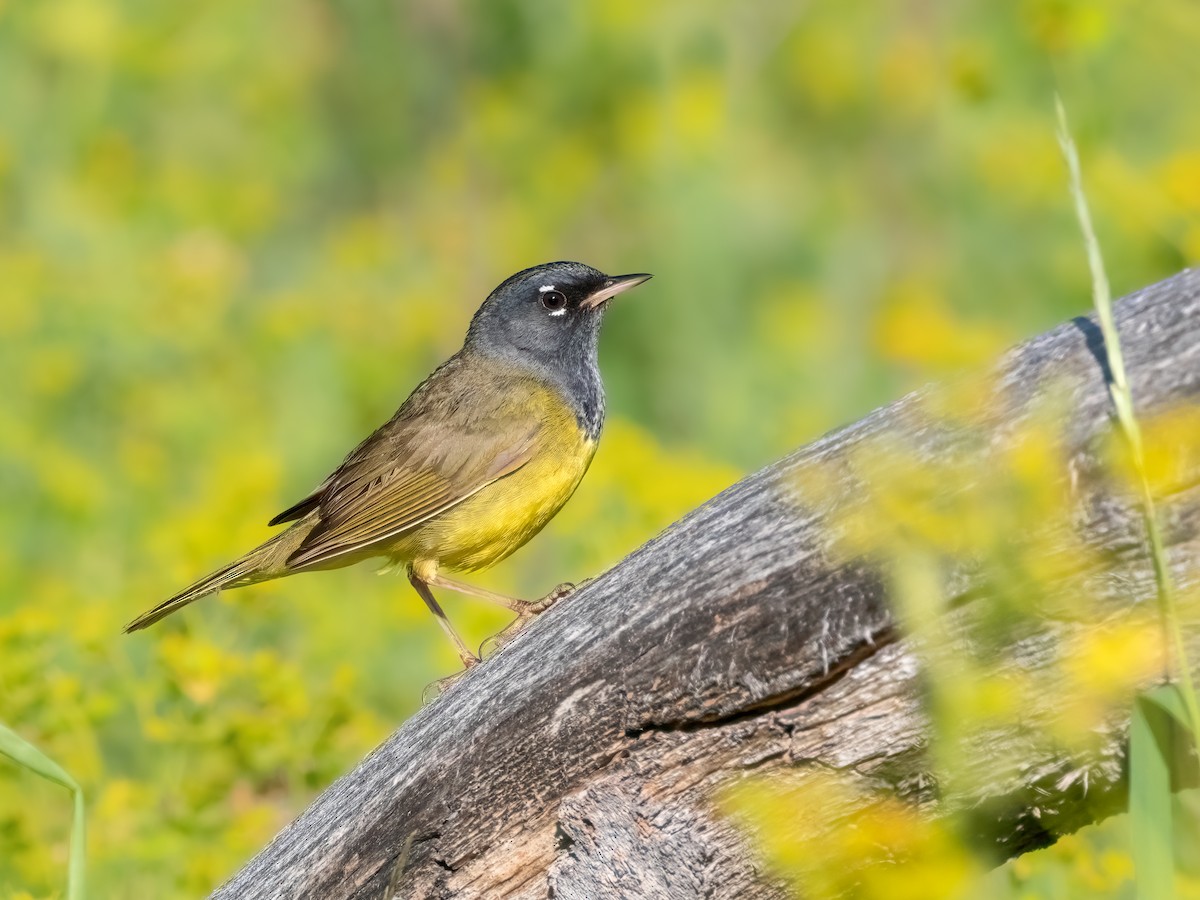 MacGillivray's Warbler - ML641499754