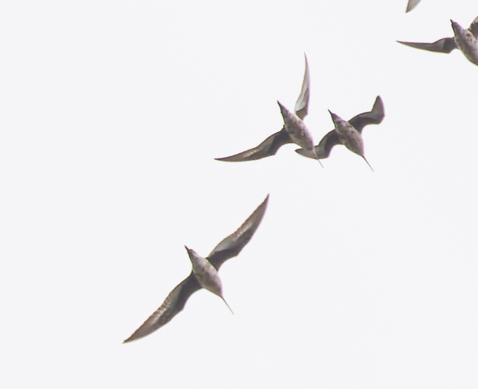 břehouš aljašský - ML641499756