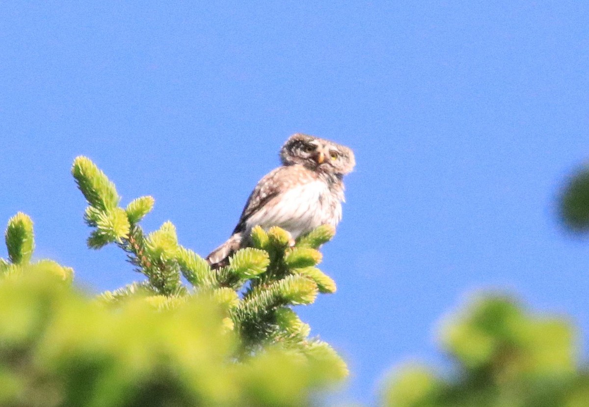 Eurasian Pygmy-Owl - ML641499770