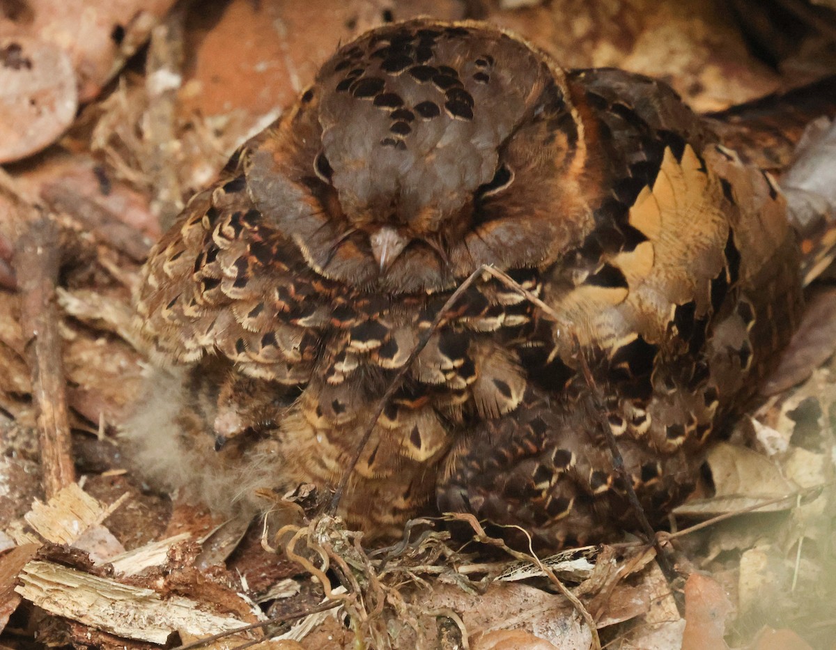 Collared Nightjar - ML641499789