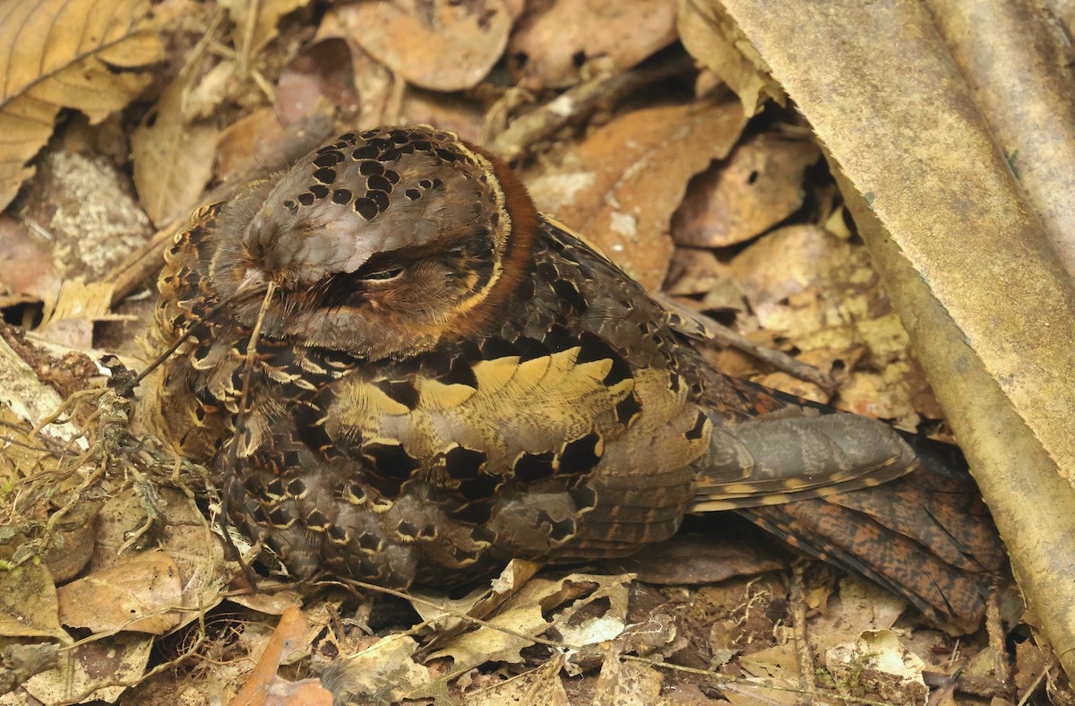 Collared Nightjar - ML641499790