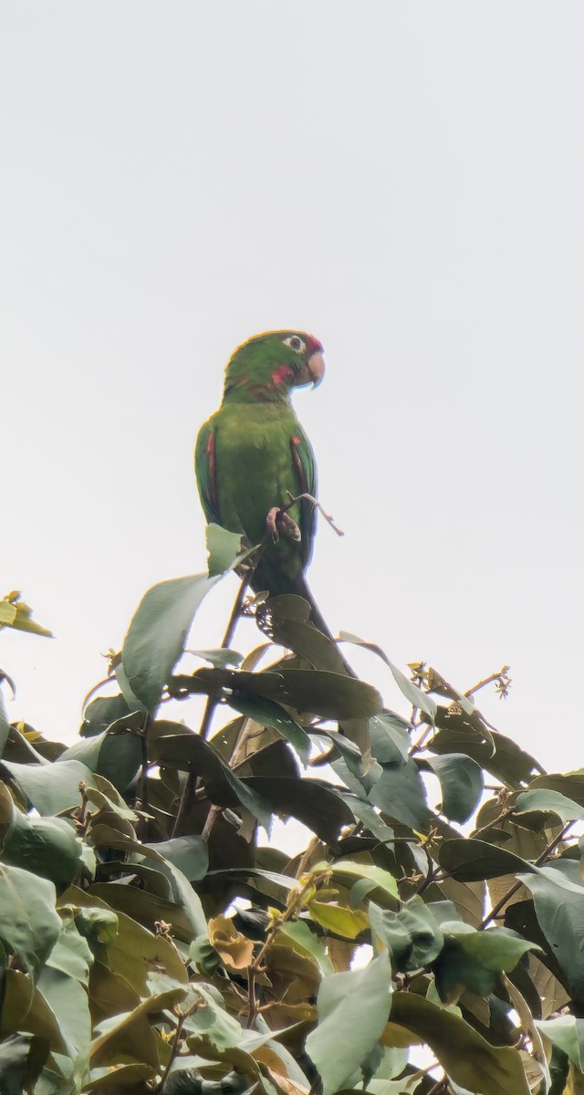 Crimson-fronted Parakeet - ML641499792