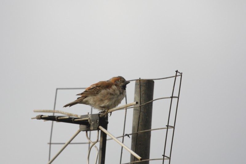 Kenya Rufous Sparrow - ML641499797