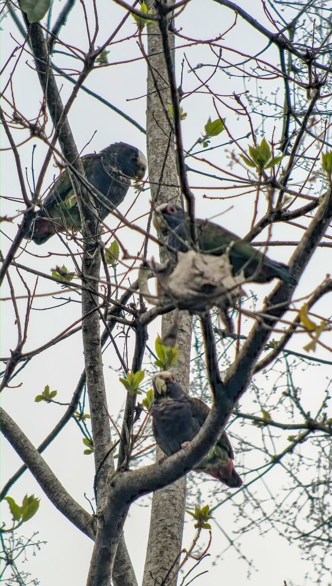 Loro Senil - ML641499798