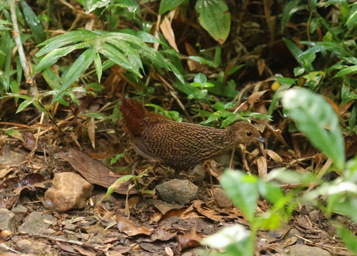 Madagascar Flufftail - ML641499800