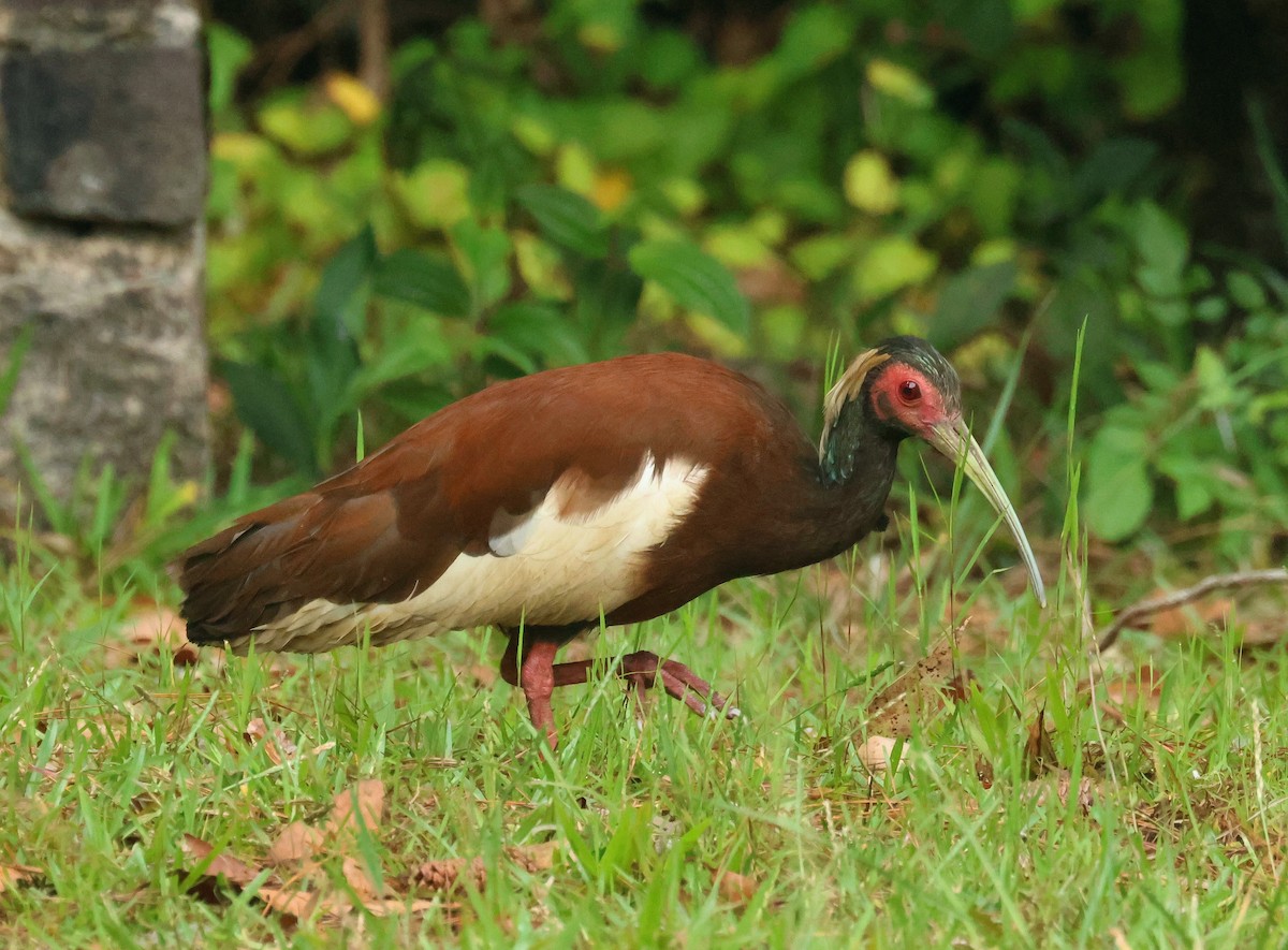 Madagascar Ibis - ML641499808
