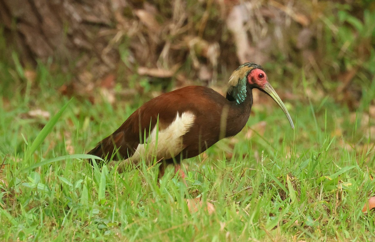 Madagascar Ibis - ML641499809