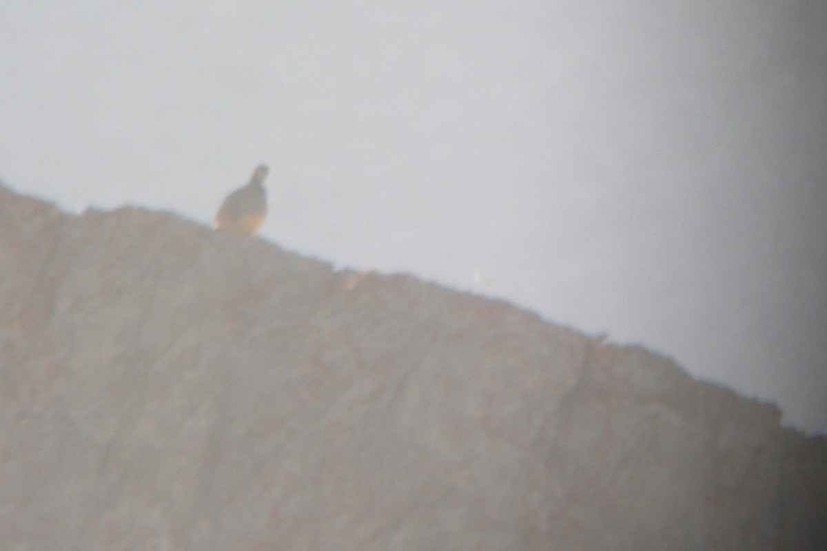 Rock Partridge - ML641499815