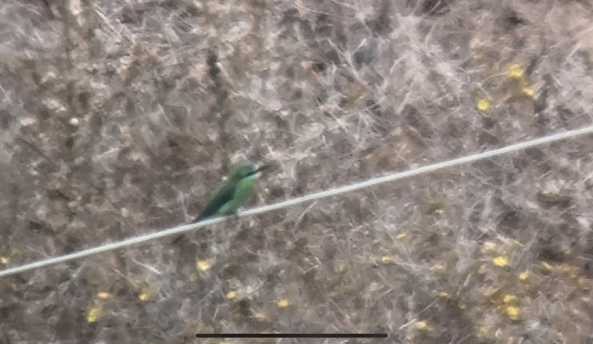 Blue-cheeked Bee-eater - ML641499836