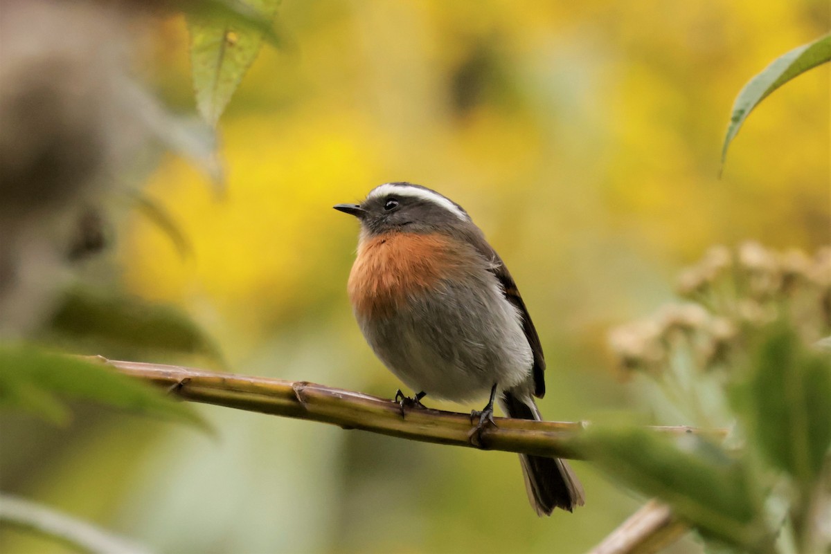 Rufous-breasted Chat-Tyrant - ML641499837
