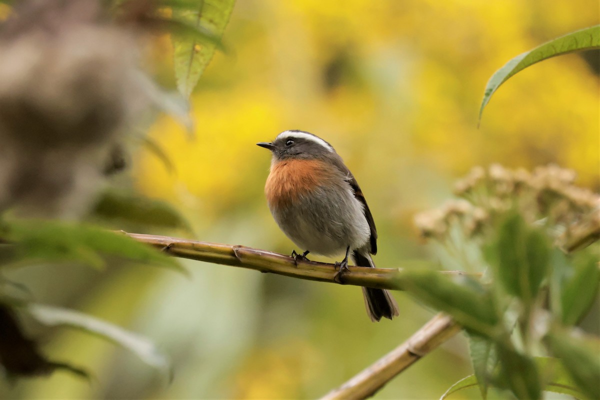 Rufous-breasted Chat-Tyrant - ML641499838