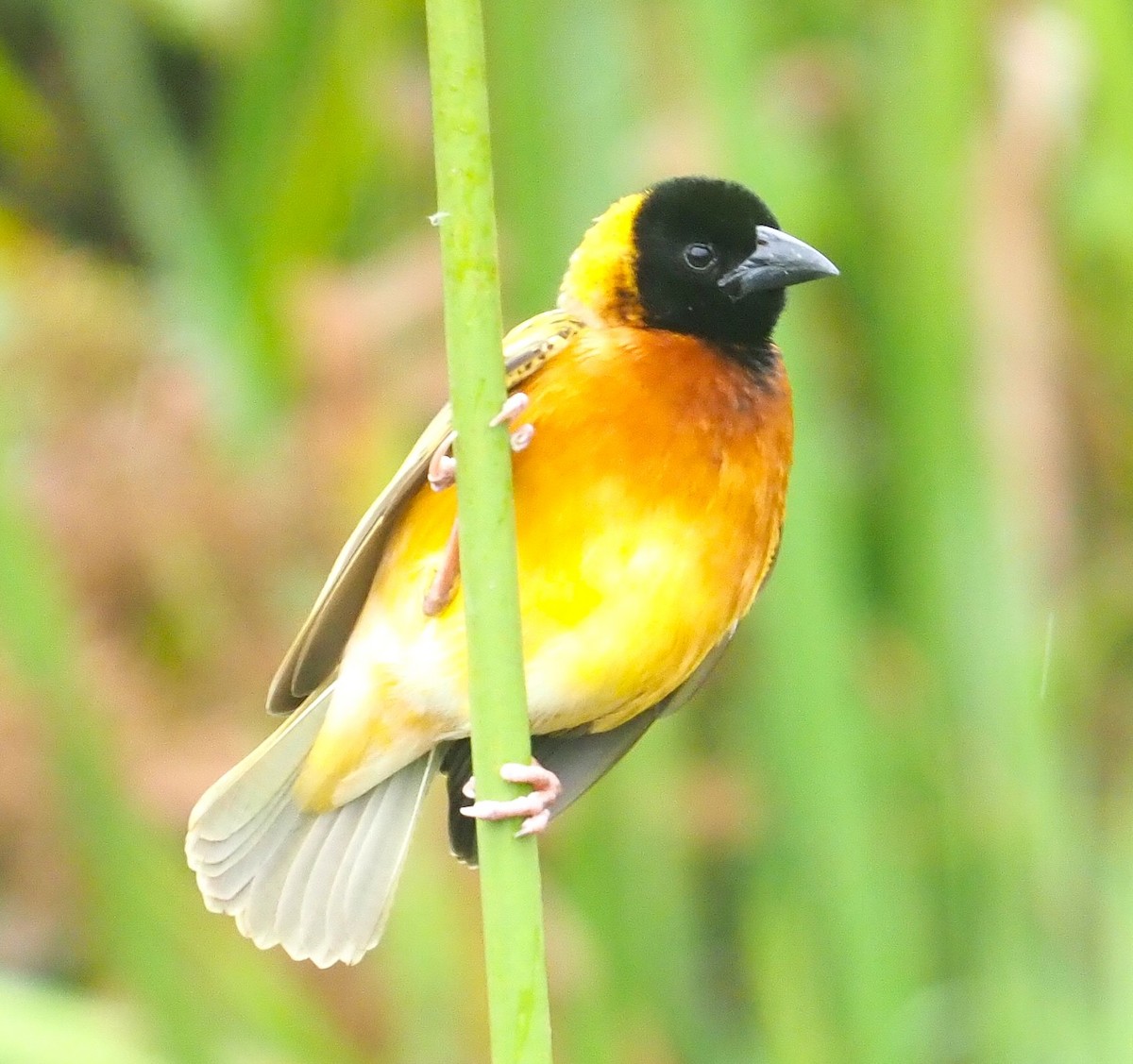Black-headed Weaver - ML641499839