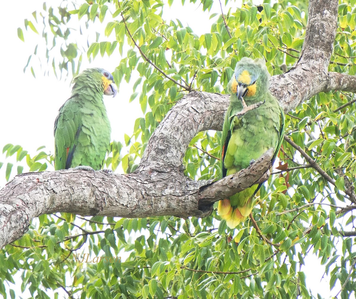 Orange-winged Amazon - ML641499846