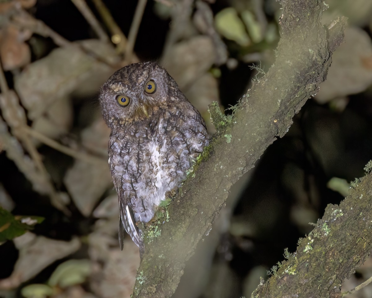 Whiskered Screech-Owl - ML641499848