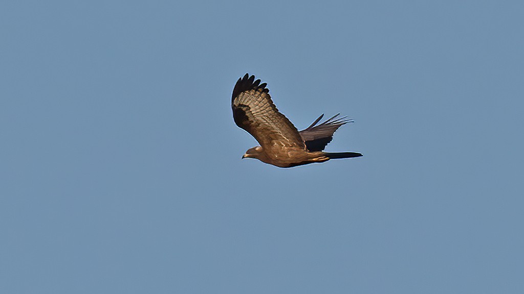 European Honey-buzzard - ML641499855
