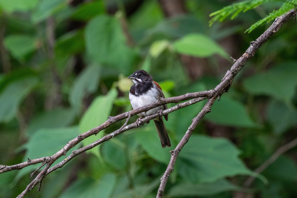 Black-chested Sparrow - ML641499857