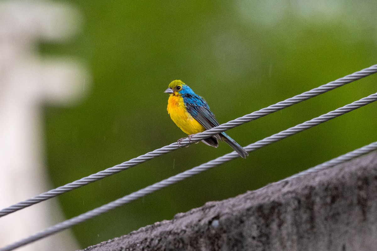 Orange-breasted Bunting - ML641499859