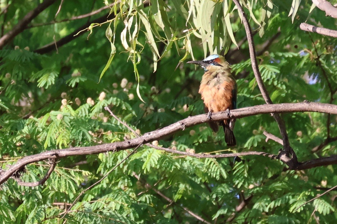 Turquoise-browed Motmot - ML641499860