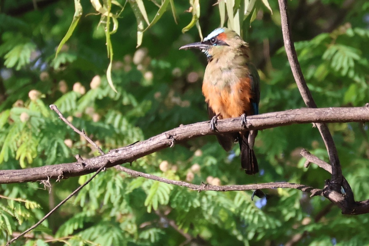 Turquoise-browed Motmot - ML641499862