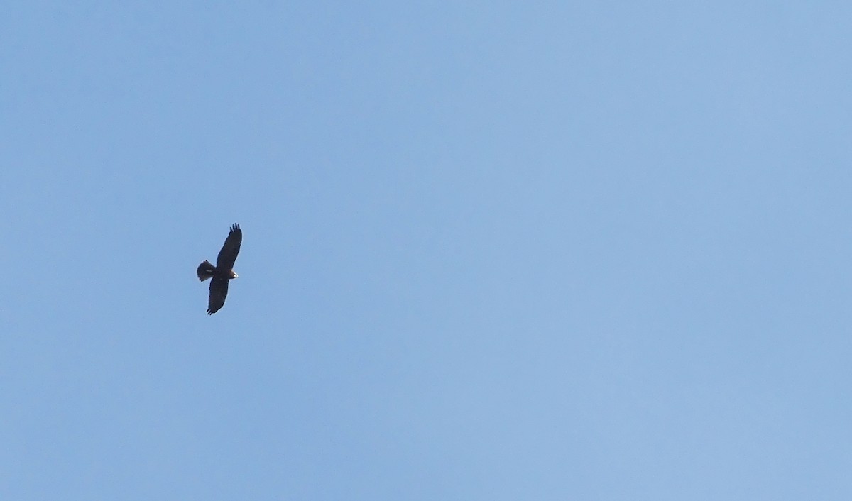 Western Marsh Harrier - ML641499887