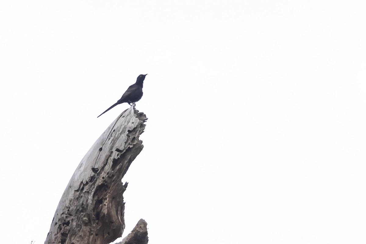 Narrow-tailed Starling - ML641499889
