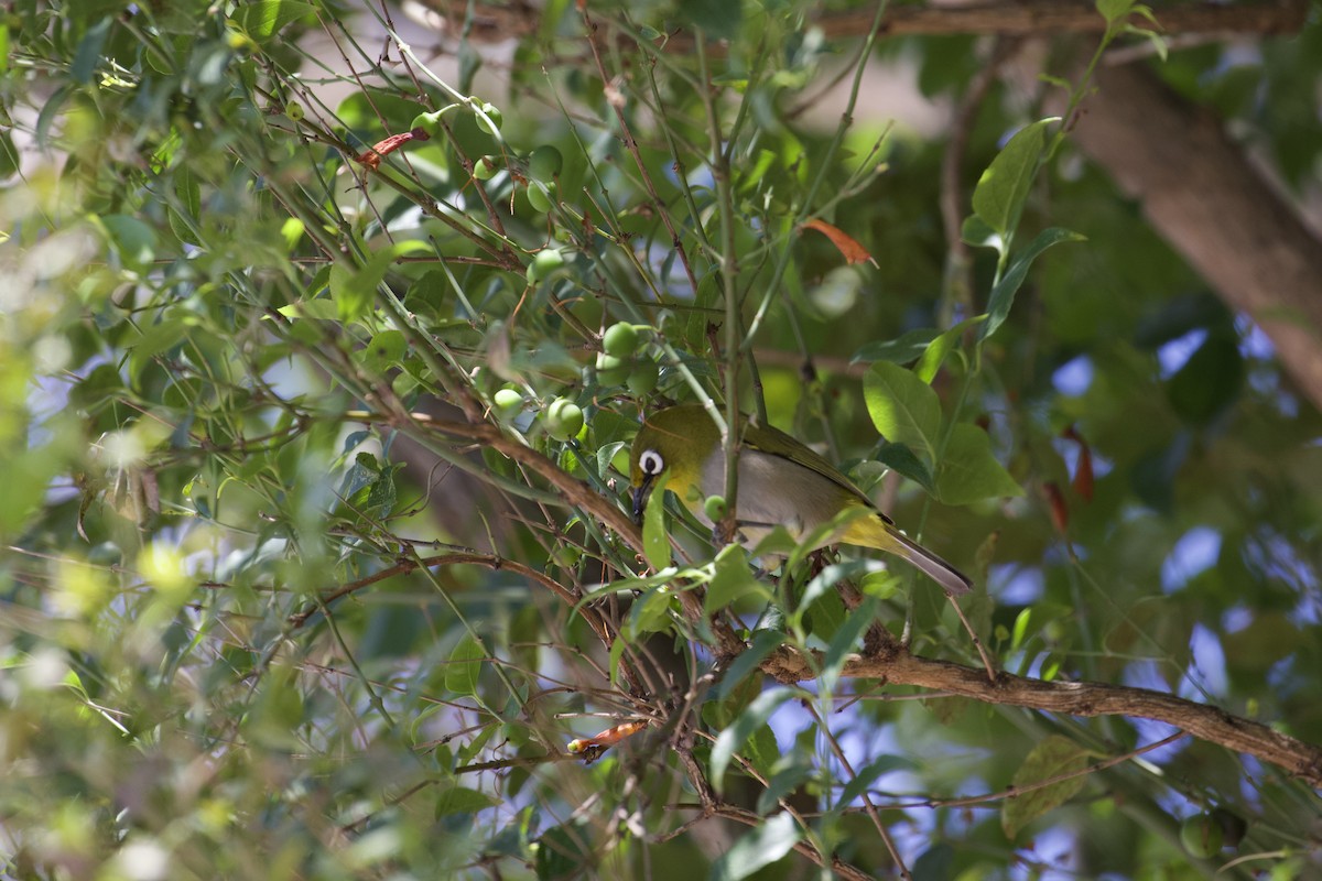 kappbrillefugl (capensis) - ML641499918