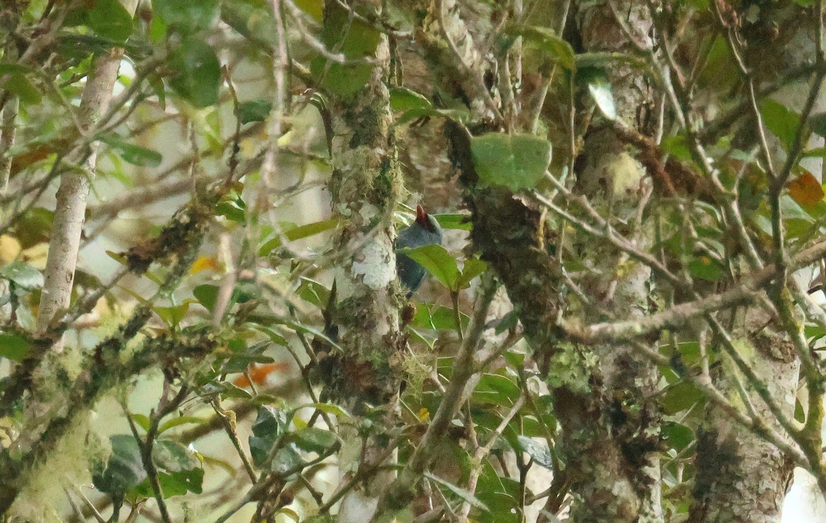 Nuthatch-Vanga - ML641499922
