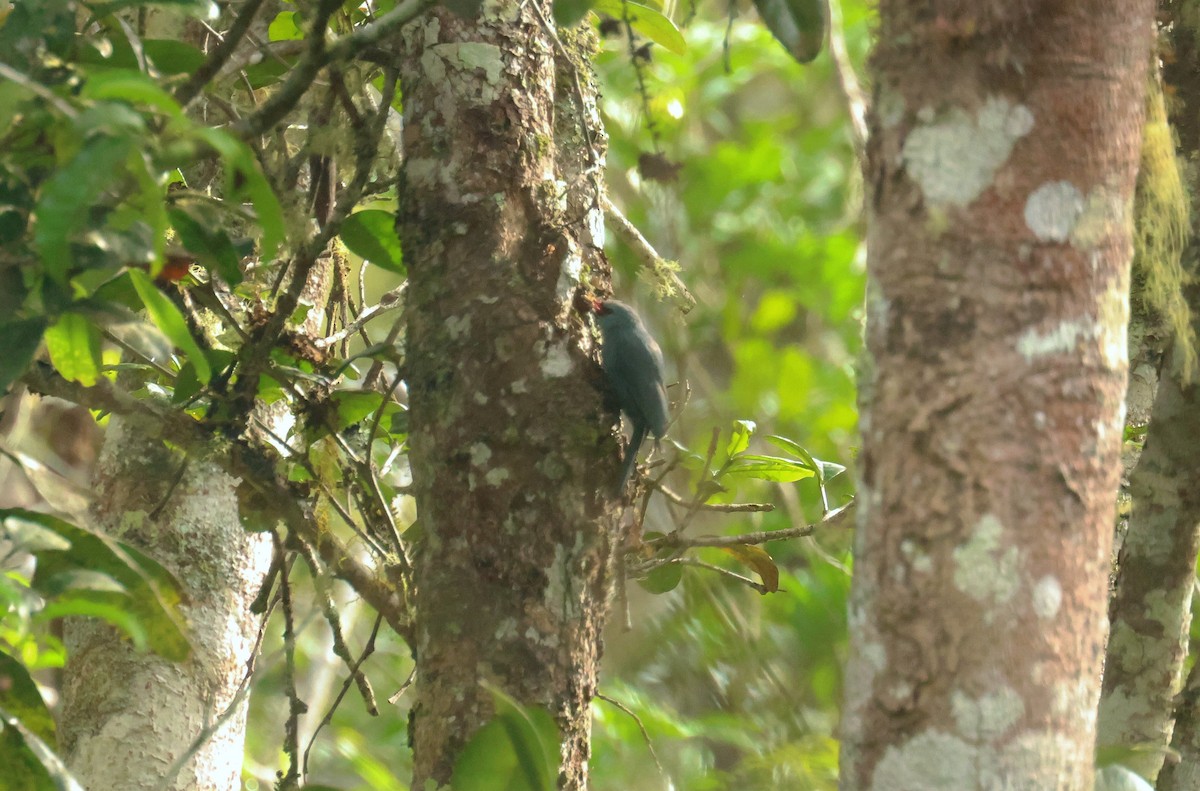 Nuthatch-Vanga - ML641499923