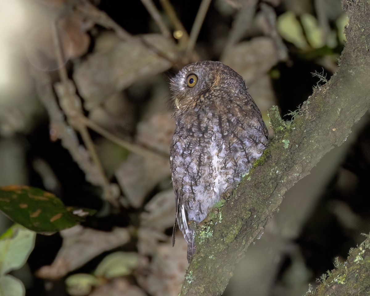 Whiskered Screech-Owl - ML641499926