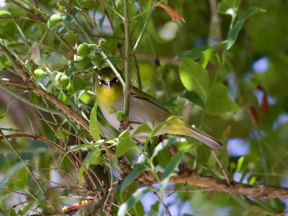 kappbrillefugl (capensis) - ML641499945