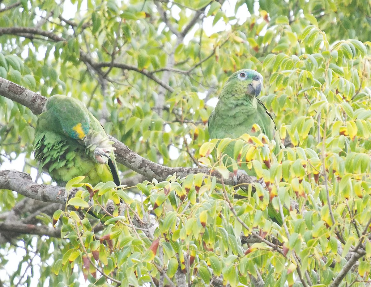 Orange-winged Amazon - ML641499949