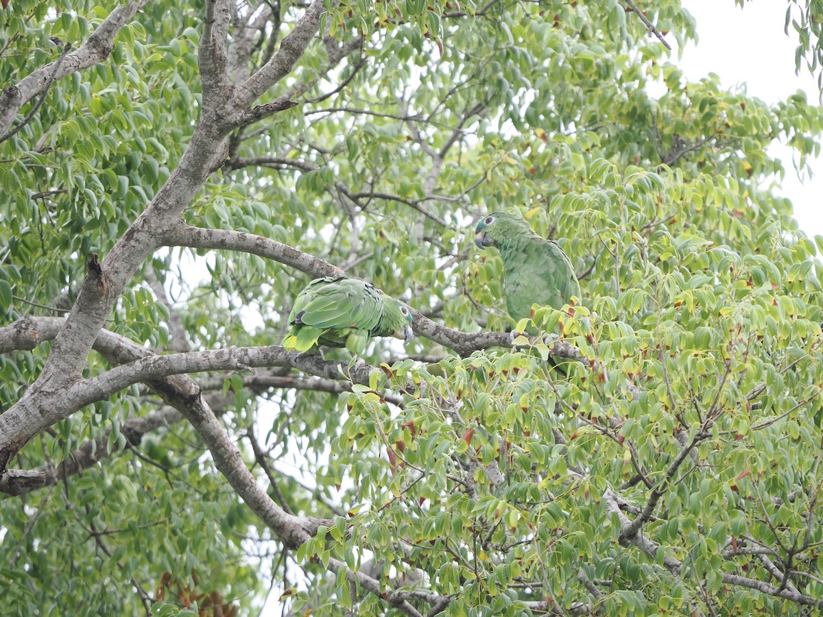 Orange-winged Amazon - ML641499965