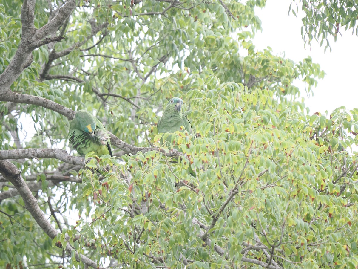 Orange-winged Amazon - ML641499966