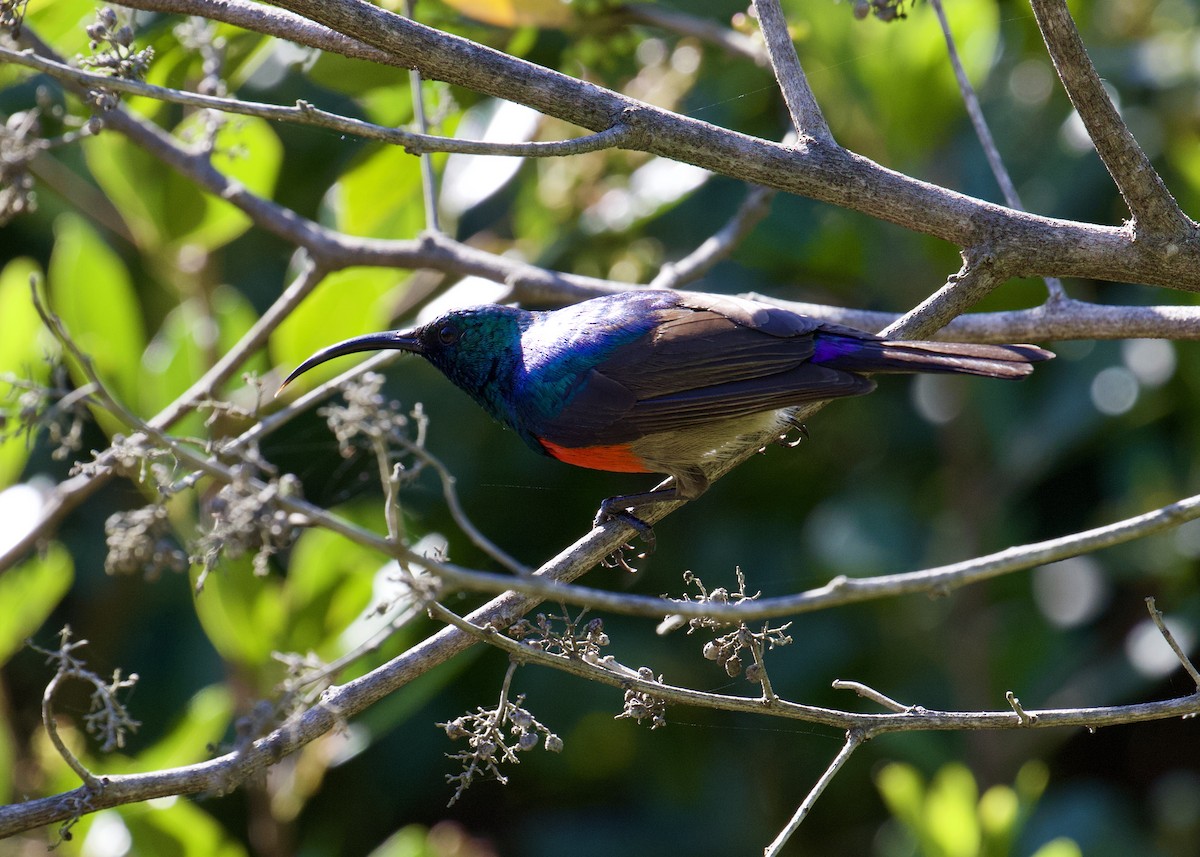 Greater Double-collared Sunbird - ML641499971