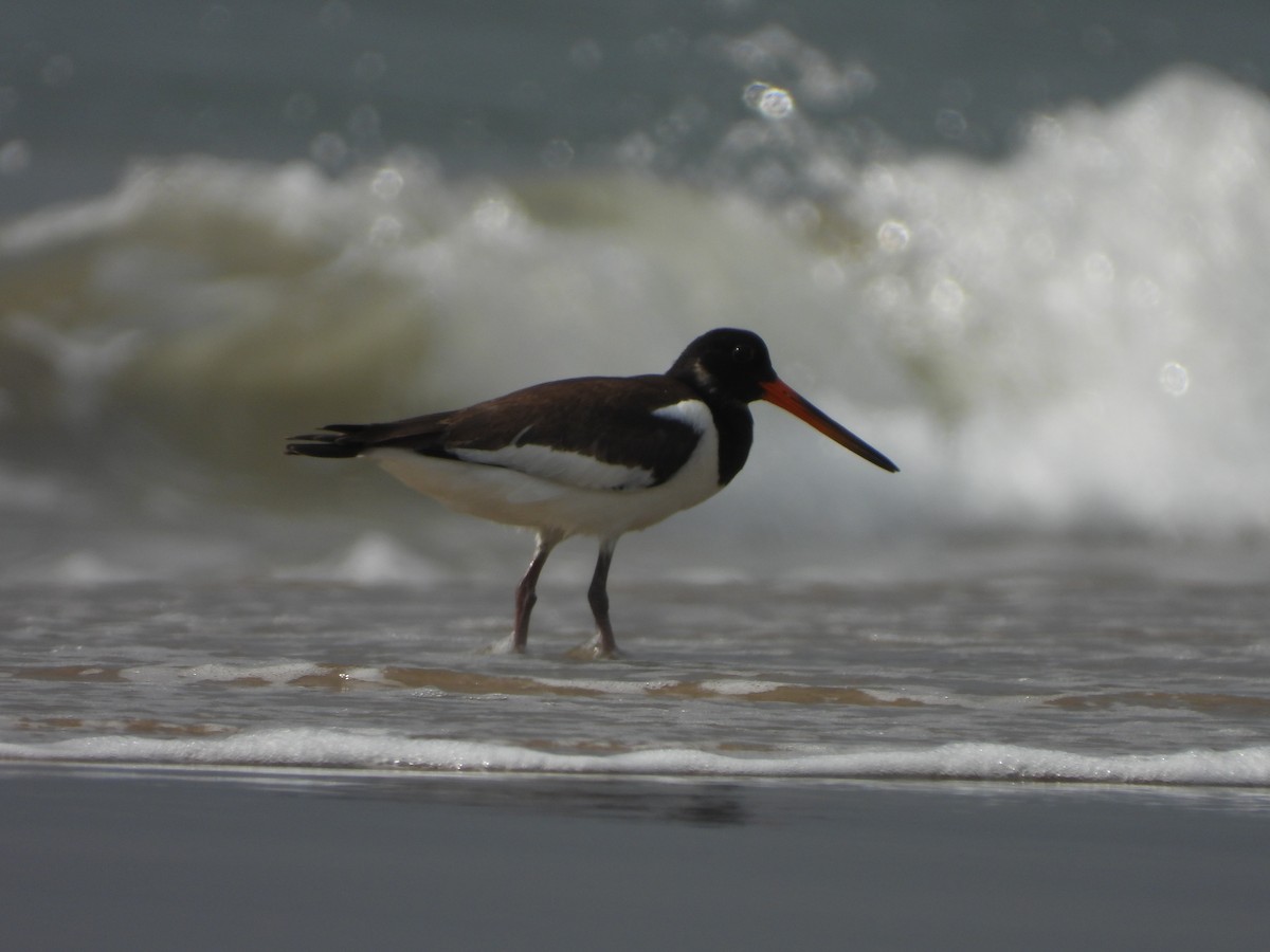 Eurasian Oystercatcher - ML641499973